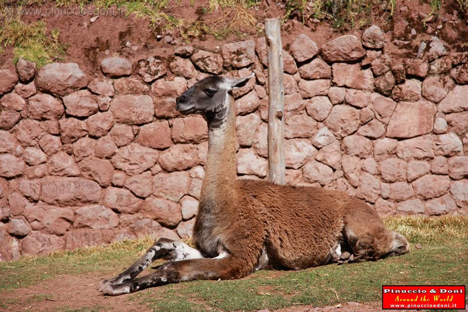 PERU - Guanaco.jpg